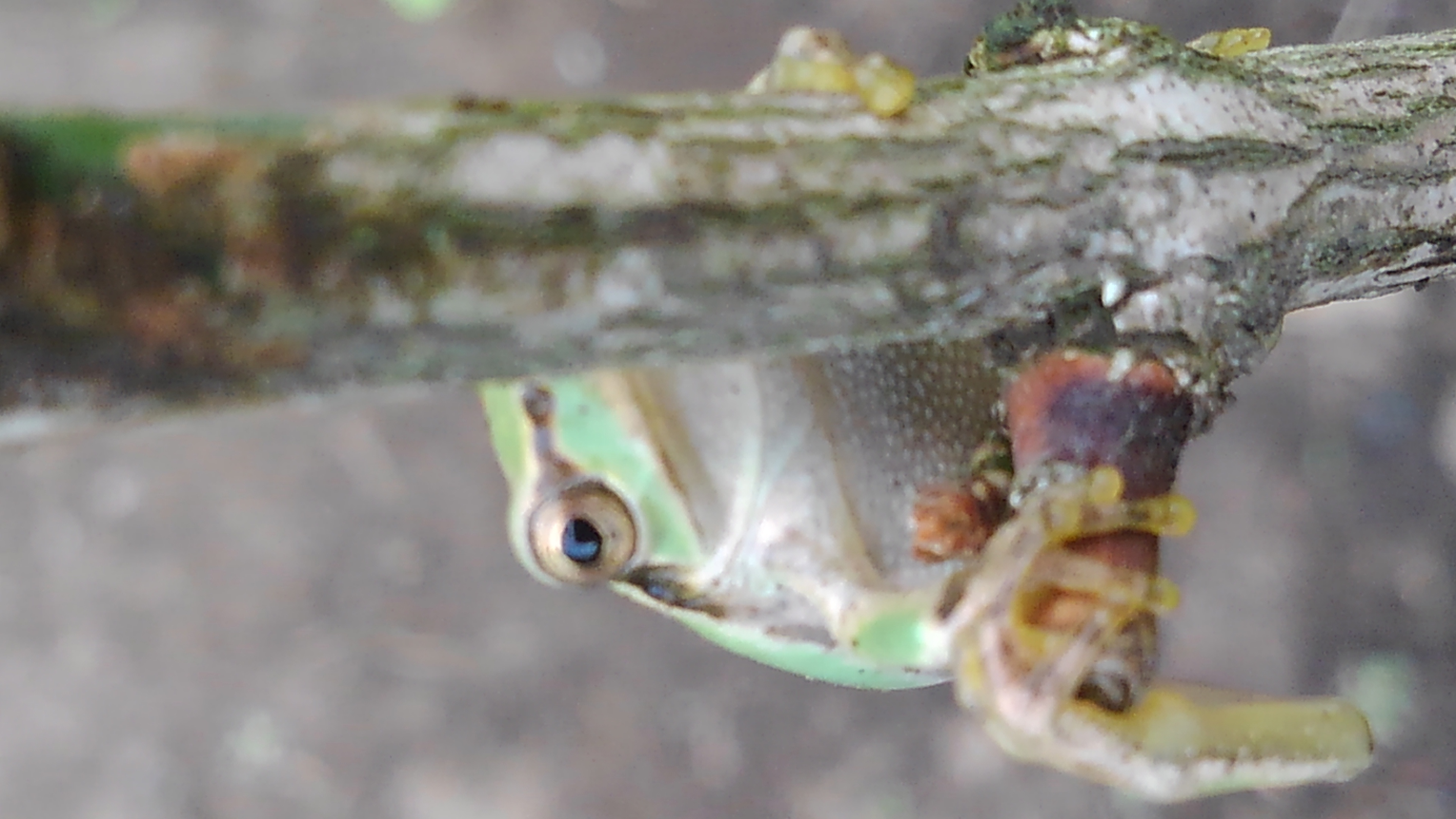 野に居るカエル
